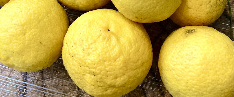 冬至、太陽が生まれ変わる日 Winter Soltice: the turning point when the sun begins to return.