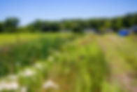 Farm in Pungo
