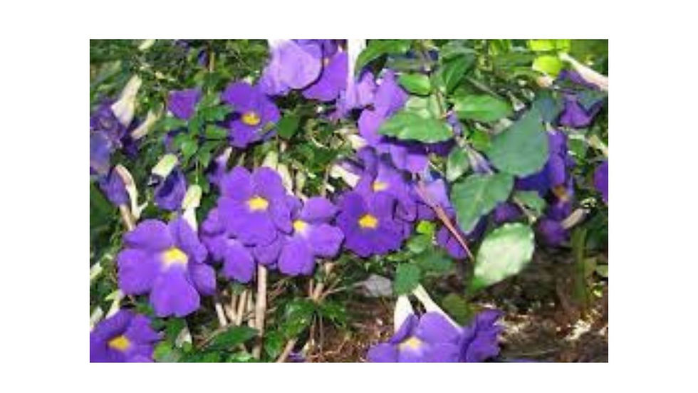 Indoor plants in Noida