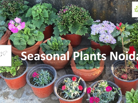 Order Online Seasonal Plants Noida