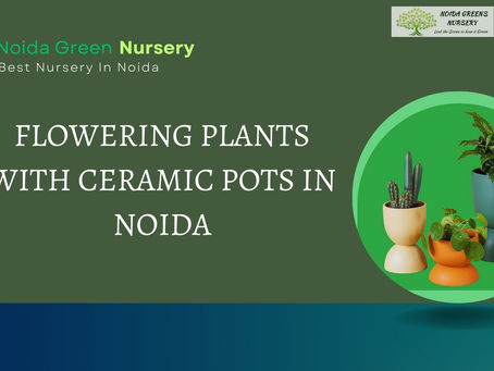 Flowering Plants with Ceramic Pots in Noida