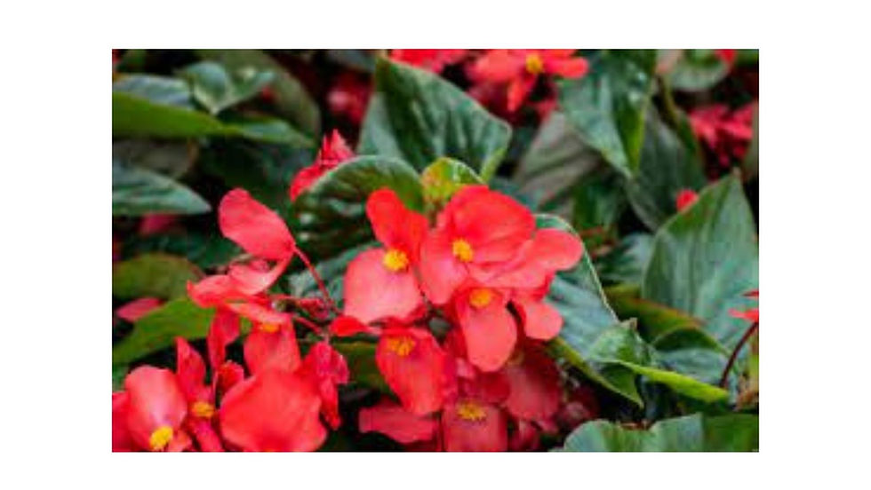 Best plant nursery near me