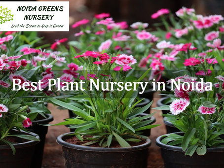 Are you looking for the best plant nursery in Noida? Then look no further than Noida Greens!