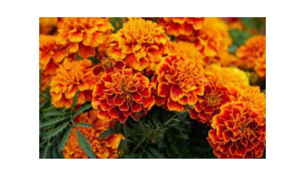 Outdoor plants in Noida