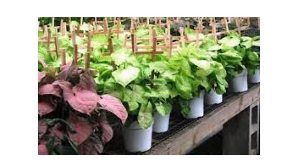 Wholesale Plant Nursery Near Me