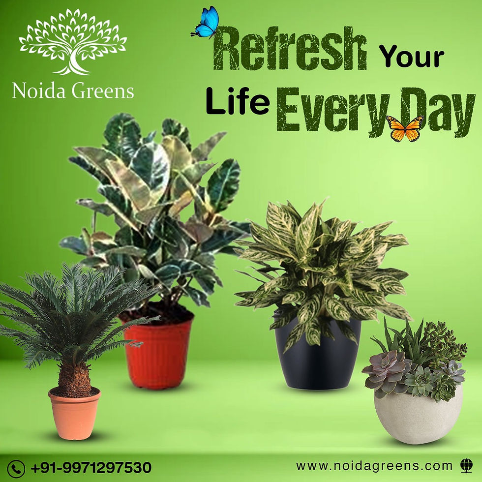 Plant Nursery Near My Location in noida.jpeg