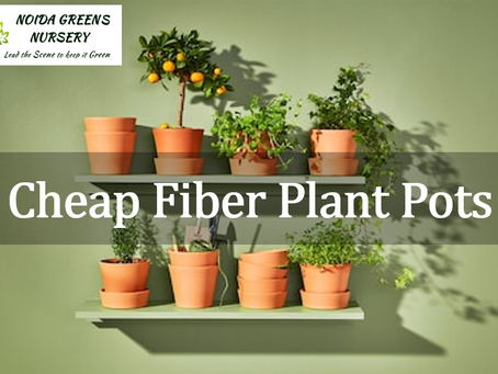 Cheap Fiber Plant Pots by Noida Greens