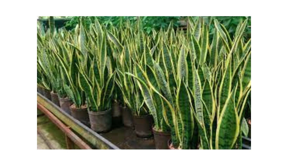 Wholesale Plant Nursery in Noida
