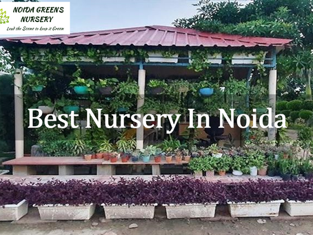 Best Nursery In Noida: Noida Greens Leads the Way