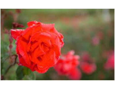 Low-Maintenance All-Season Flowering Plants in Noida