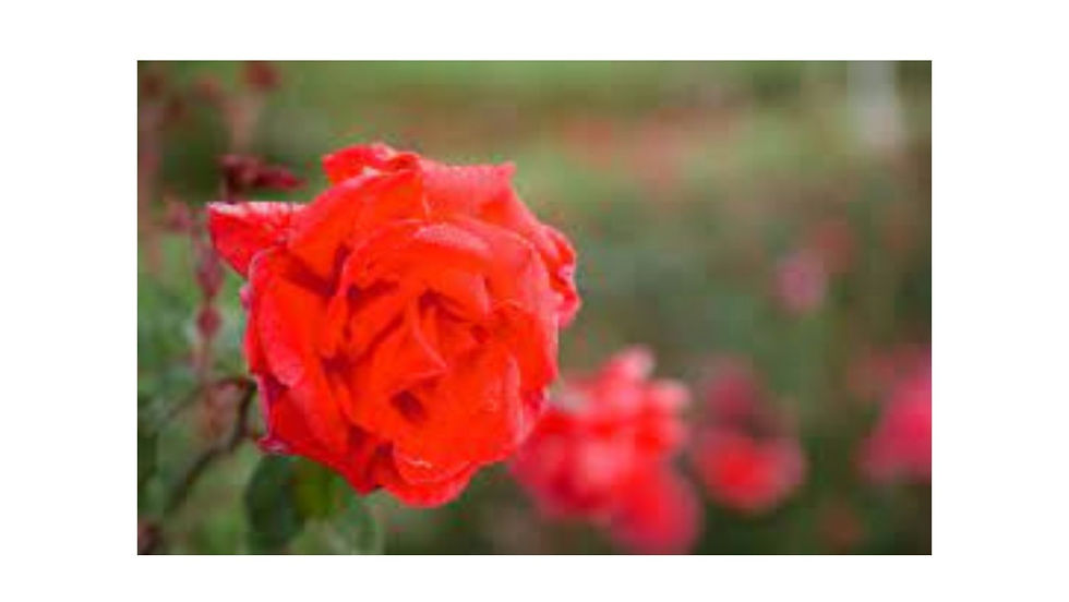 Wholesale Plant Nursery in Noida