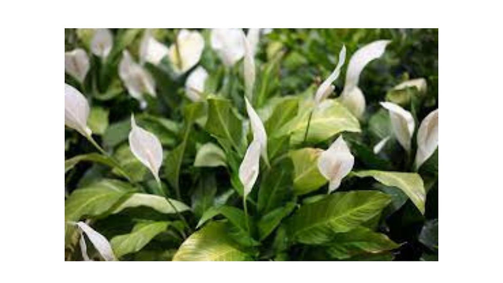 Flowering plants in Noida