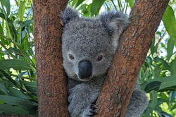 Koala Encounter