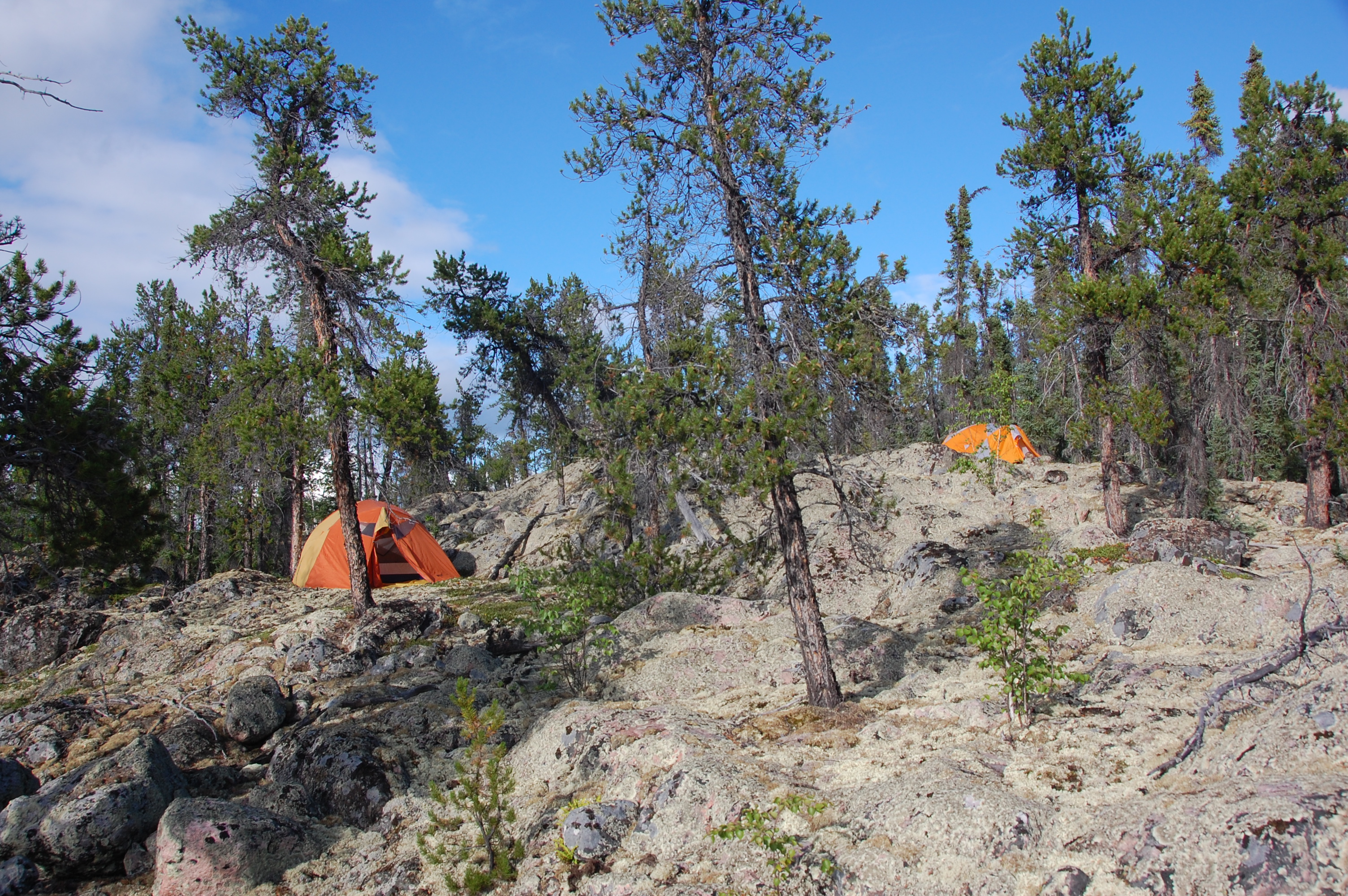 NWT-2