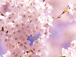 【春期講習】２週間の無料体験授業のお問い合わせ受付中