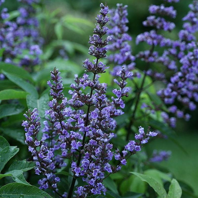 Vitex_agnus-castus.jpeg