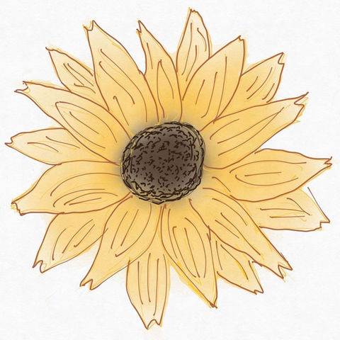 First Sunflower