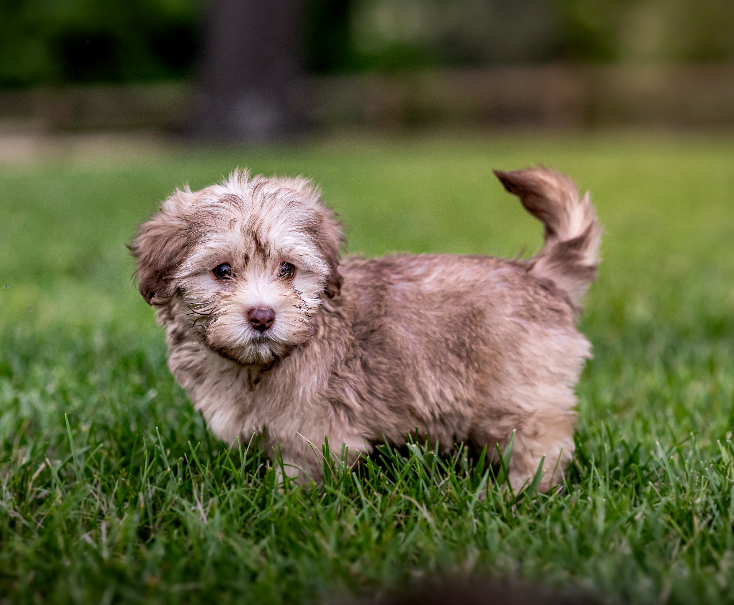 Cavapoo