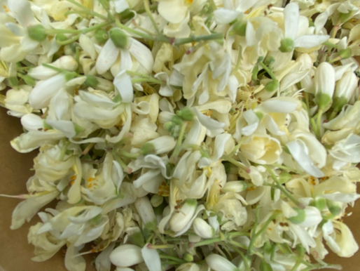 Let’s talk Moringa Flowers