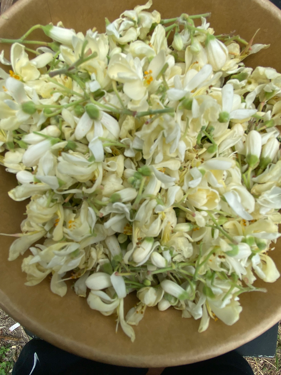 Let’s talk Moringa Flowers