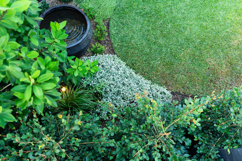Australian Native Garden in Summer Hill featuring garden bed and water bowl