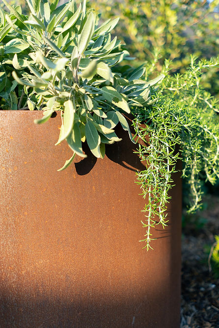 Sage and creeping rosemary in a core10 planter - australian native landscape summer hill