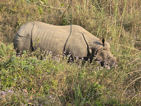 Nepal: tussen jungle, tempels en eeuwenoude tradities