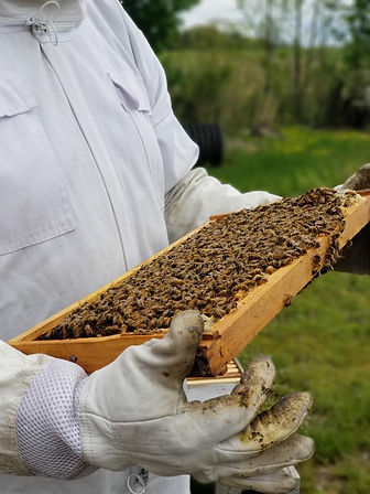 Tending to our Bees