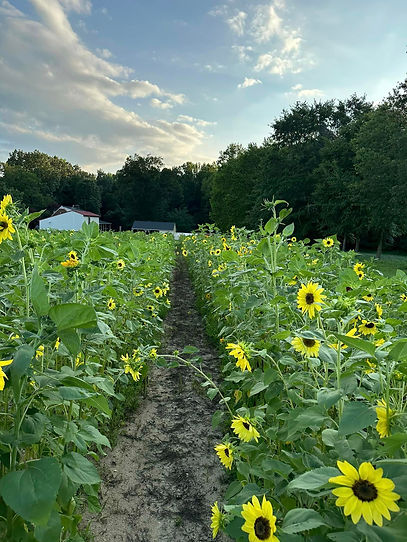 Sunflower field
