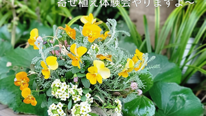 寄せ玉作成体験会やります🎵