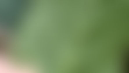 葉っぱの裏、見てますか？