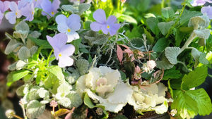 寄せ植え年内ご注文受付締切日のお知らせ