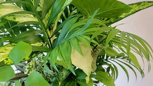夏季花苗の寄せ植えお休みのお知らせ