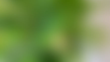 夏季花苗の寄せ植えお休みのお知らせ