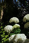 FUJI0084.jpg