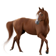 28-282676_horse-pictures-eye-color-free-