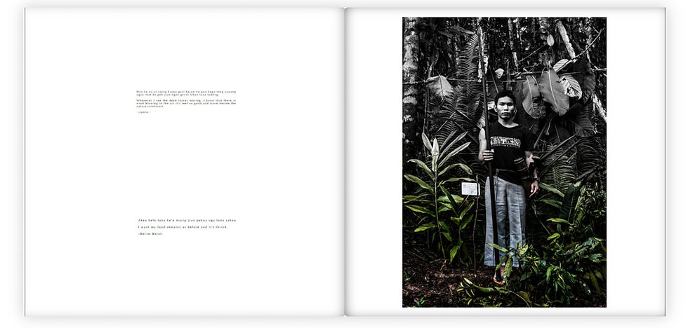 Miniature : MESSAGES FROM THE FOREST