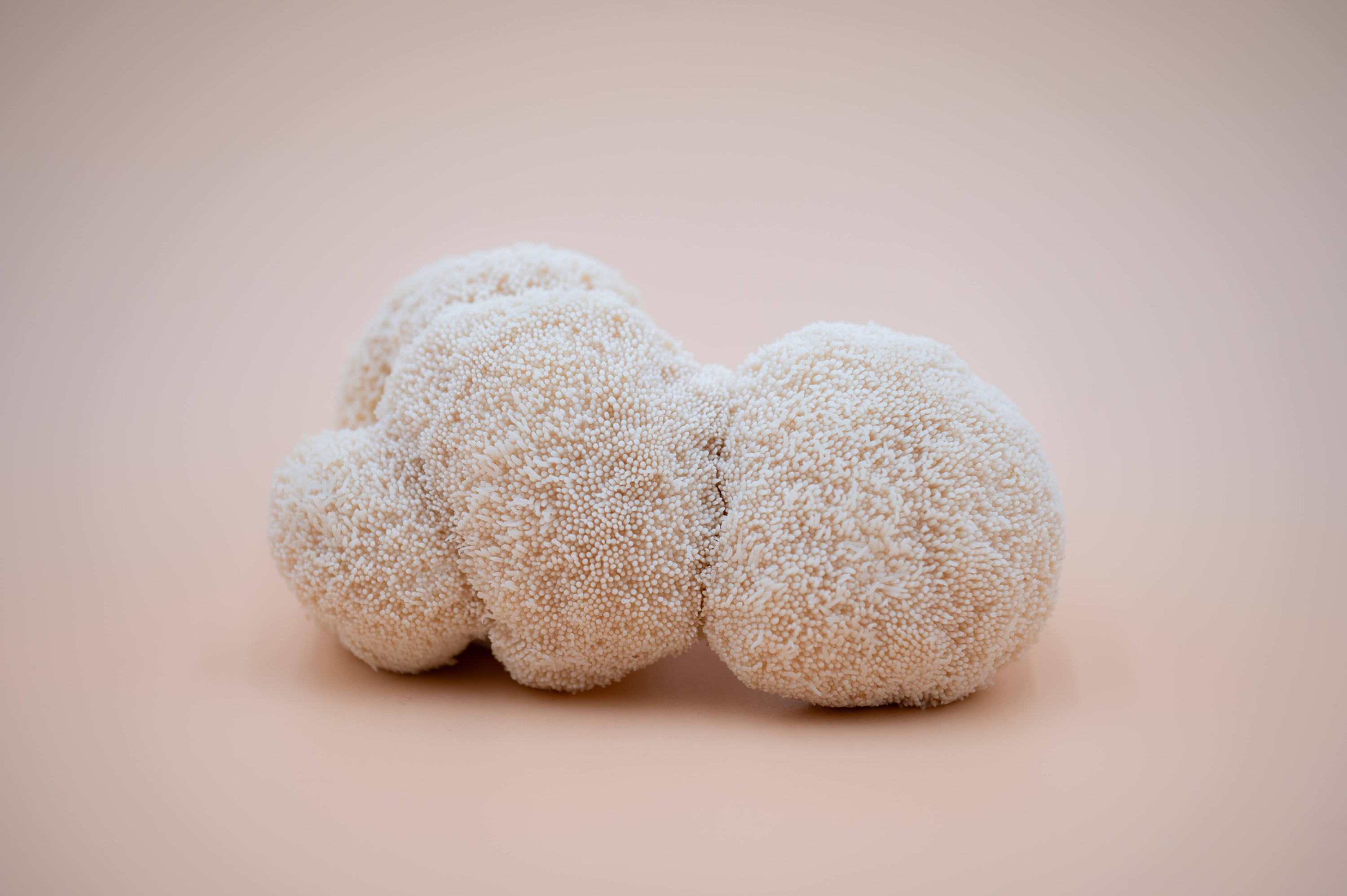 Fresh Lion's Mane Mushrooms - Local Delivery Only