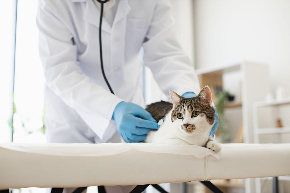 為什麼貓咪走路怪怪的?貓咪骨骼疾病介紹