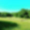 fhf xc field.jpg