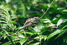 Chameleon