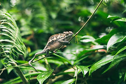 SCIENTISTS MAKE A BREAKTHROUGH ON CLONING OF ENDANGERED SPECIES.