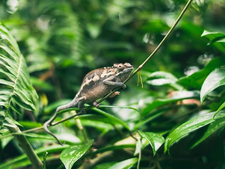 SCIENTISTS MAKE A BREAKTHROUGH ON CLONING OF ENDANGERED SPECIES