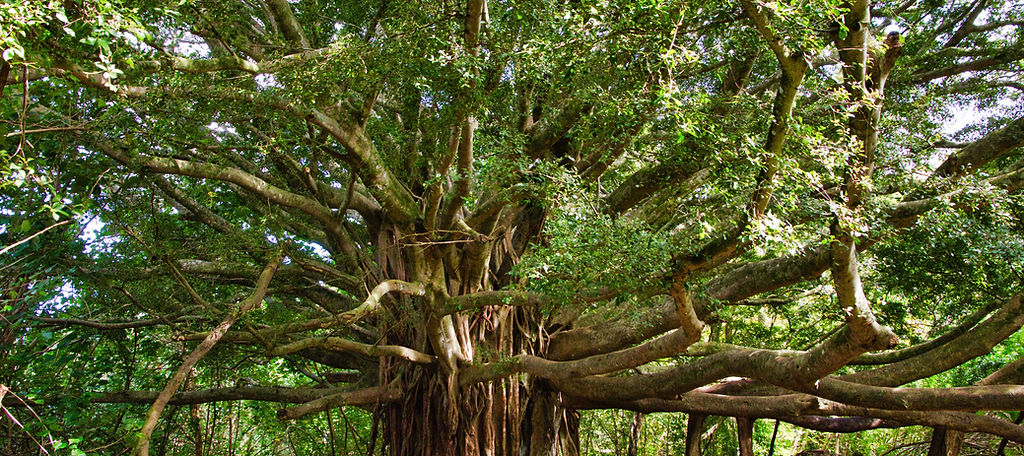 picfair-08057456-huge-banyan-tree (3).jpg