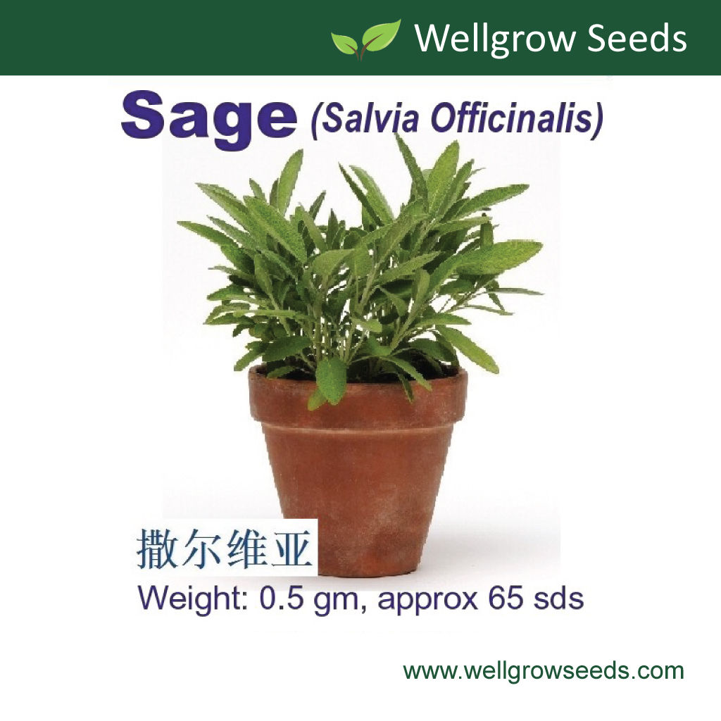 Sage