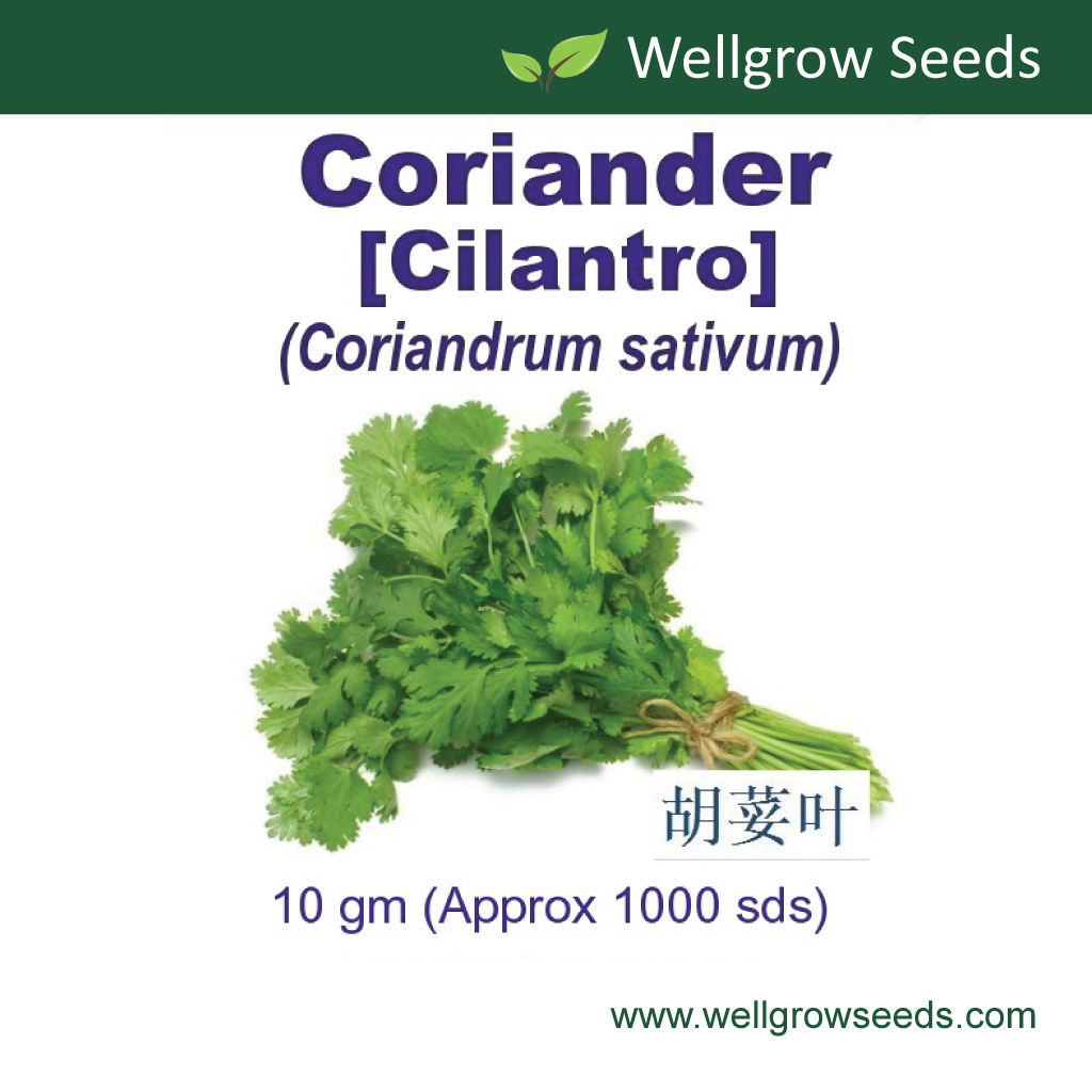 Coriander