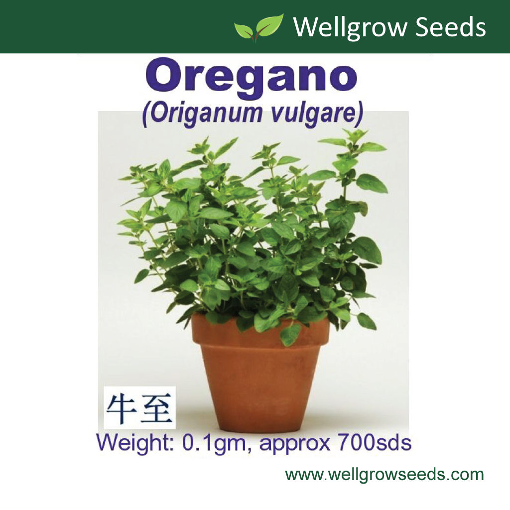 Oregano