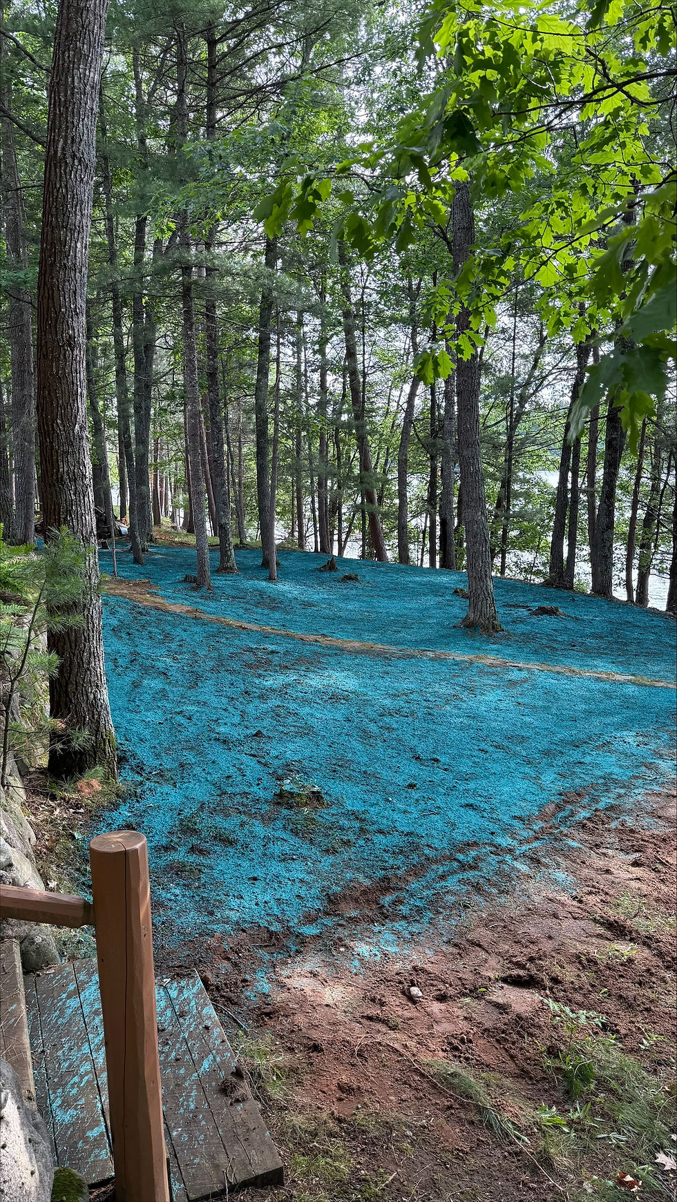 hydro seeding near me