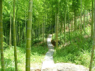 L’histoire de la fougère et du bambou ou quand la résilience est une force