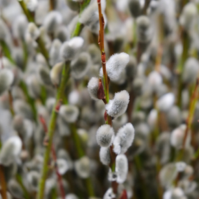 Février — la fin de l’hiver, le corps qui se réveille, la lumière qui revient